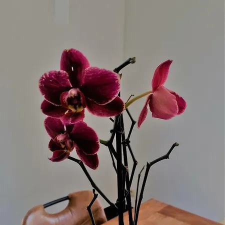 فيلة Kipili Spirit House. نيفي